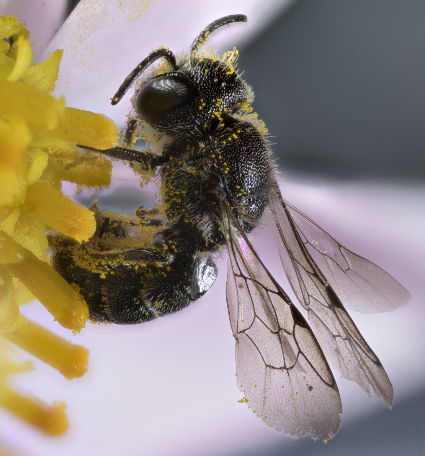 Apidae Megachilinae : Heriades sp. (cfr.), femmina